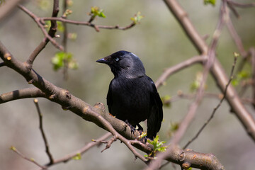 The Jackdaw bird has beautiful blue eyes. 
Lat. Coloeus monedula, syn. Corvusmonedula is one of the smallest members of the corvid family.