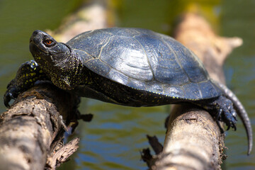 The turtle warms itself in the suns rays.