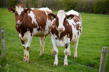 cows in a field
