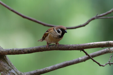 Sparrow on the branch
