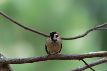 Sparrow on the branch