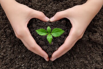 Hands Protecting a Sprout - Two hands gently cradle a young plant, forming a heart shape around it in rich soil. A symbol of growth, care, and environmentalism