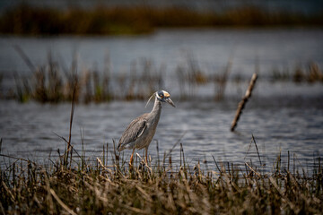 Night Heron in the Marsh