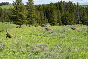 Yellowstone Elkss