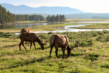 Yellowstone Cerfs