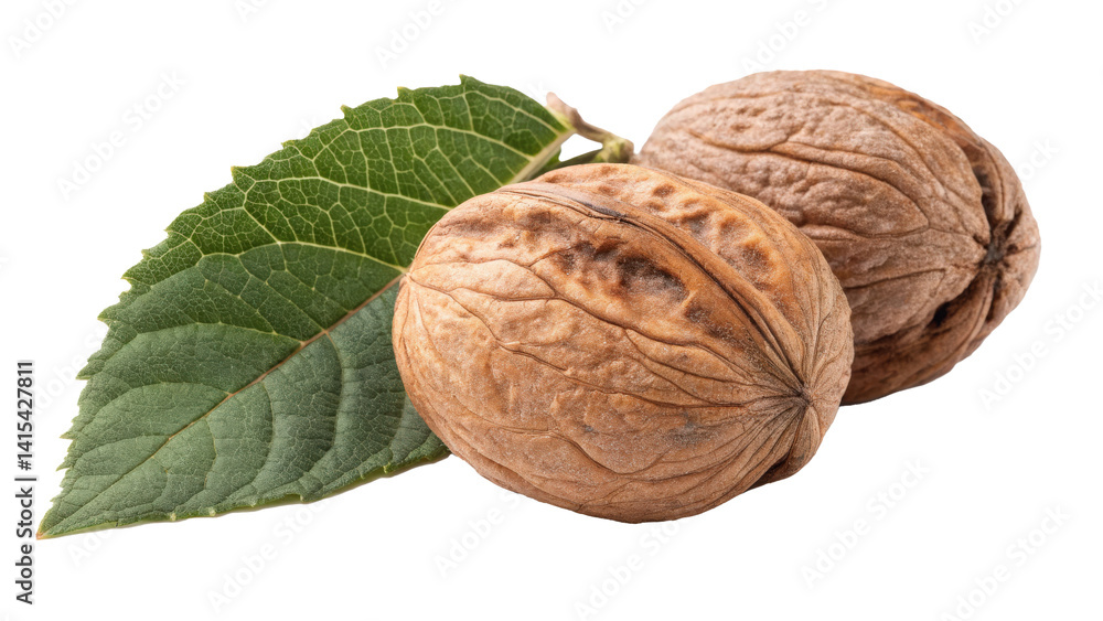 Poster Two wrinkled walnuts with green leaf isolated on transparency background, showcasing their textured shells and natural appearance. composition highlights contrast between nuts and leaf