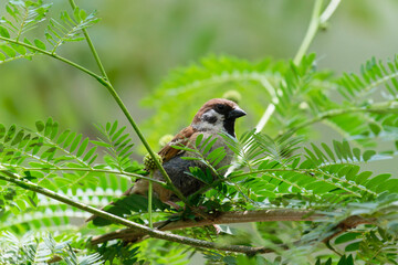Sparrow on the branch