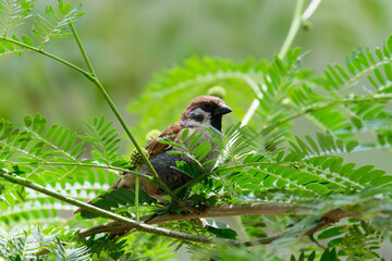 Sparrow on the branch