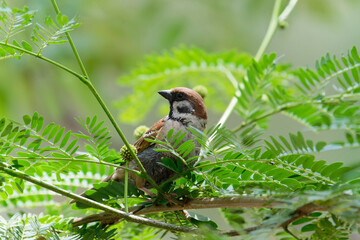 Sparrow on the branch