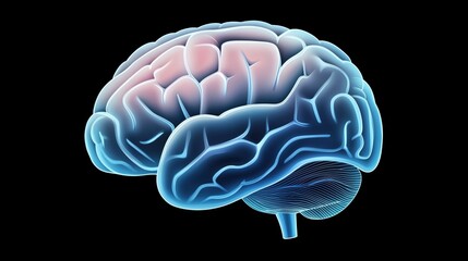 Brain anatomy detailed visualization showcasing neural structures, colors, and intricate folds in a scientific context