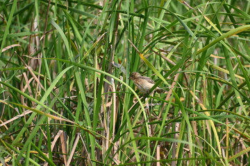 A baya weaver bird is seen perched on a blade of a grass during a sunny day