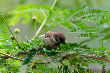 Sparrow on the branch