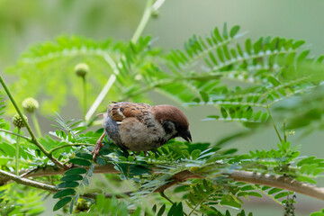 Sparrow on the branch