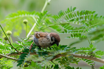 Sparrow on the branch