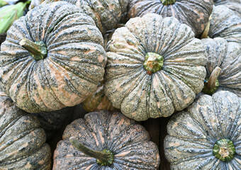 Pumpkin can be used in many different dishes and is highly nutritious.