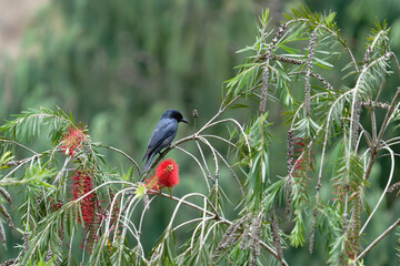 Drongo on the branch