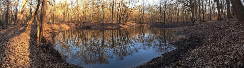 Obraz premium Golden sunlight bathes a tranquil pond in a forest, reflecting the bare trees of a peaceful autumn scene.