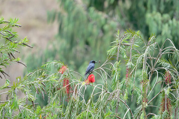 Drongo on the branch