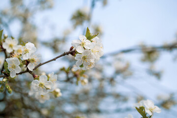 Fototapeta premium Blooming apple orchard. Spring background with white blossoming apple tree branches, soft selective focus