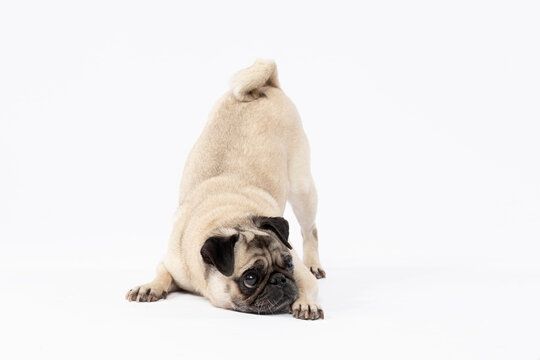 Playful Pug crouched with its tail high, inviting to play, captured in the studio against a clean, simple backdrop full of energy and charm.
