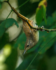A small bird performs acrobatics while searching for bugs