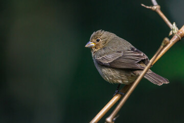 A small bird with camouflage feathers perched on a bamboo stick