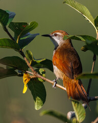 A colorful bird with red eyes basks in the sunlight