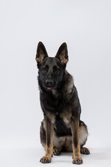 Intelligent-eyed German Shepherd captured in the studio, showcasing its noble breed and sharp focus against a clean white backdrop