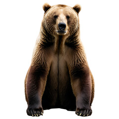 Obraz premium Majestic Brown Bear Sitting Portrait