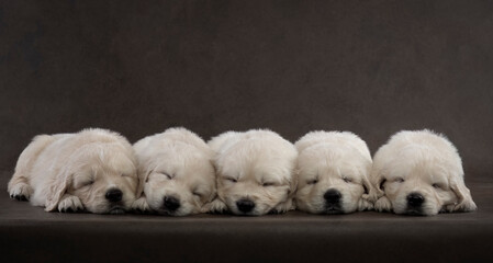 Five tiny Labrador Retriever puppies peacefully sleeping together, snuggled up in a cozy pile, set against a soft, artistic backdrop