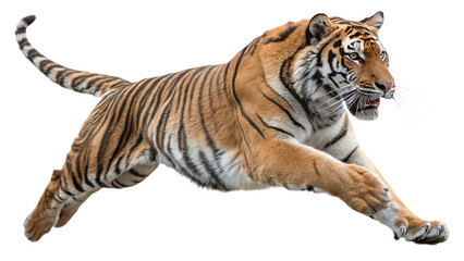 Fototapeta premium a tiger, isolated transparent background