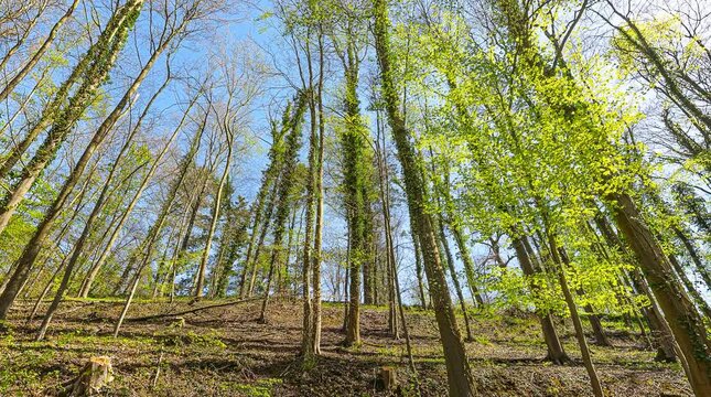 german forest staight fisheye moove turn view spring daytime sun blue sky