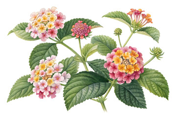 Lantana 