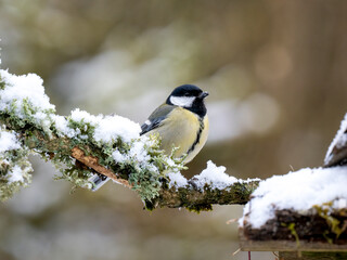 Kohlmeise (Parus major)
