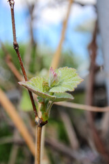 Small green buds on the branches of grape vines. Young green leaves coming out from thick green buds.