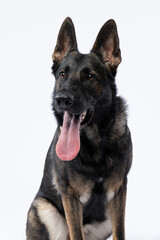Portrait of intelligent-eyed German Shepherd captured in the studio, showcasing its noble breed and sharp focus against a clean white backdrop