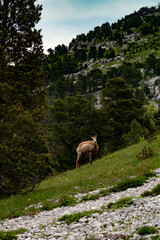 Chamois