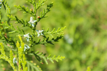 Thuja branches background. Green coniferous branches close-up. Thuja hedge texture. Natural green background.