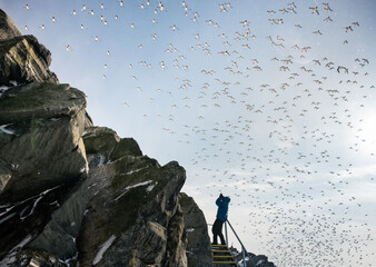back of photographer among large bird flock above cliffs of  Hornoya Norwegian island