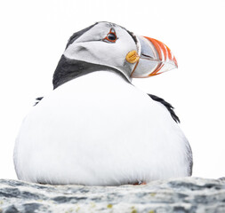 puffin closeup