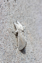 Close-up of white Lesser Puss Moth, Cerura erminea sitting with closed wings on the wall.