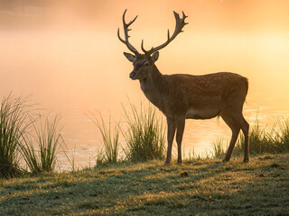 Naklejka premium deer in the forest