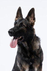 Portrait of intelligent-eyed German Shepherd captured in the studio, showcasing its noble breed and sharp focus against a clean white backdrop