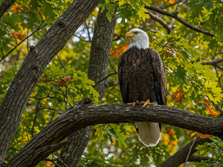 bald eagle on tree branch