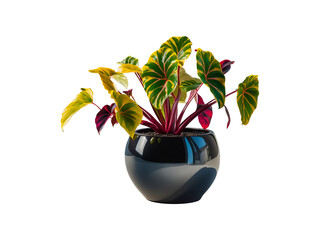 Small colorful Croton plant in black ceramic pot isolated on transparent background.