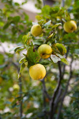 Ripe yellow quince grows on the branches of a green tree in the garden