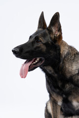 Portrait of intelligent-eyed German Shepherd captured in the studio, showcasing its noble breed and sharp focus against a clean white backdrop