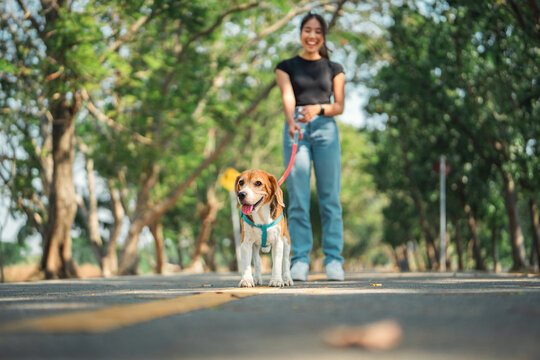 Happy owner asian woman and her beagle dog is having fun while walking in dog park in morning summer, Dog training.