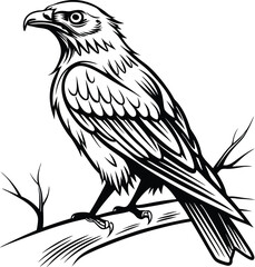 vector illustration of an eagle