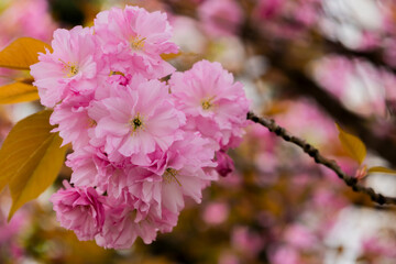 Richly layered sakura petals unfurl in soft focus, blending pastel pink hues and bronze foliage — a timeless celebration of spring’s gentle elegance and poetic charm.